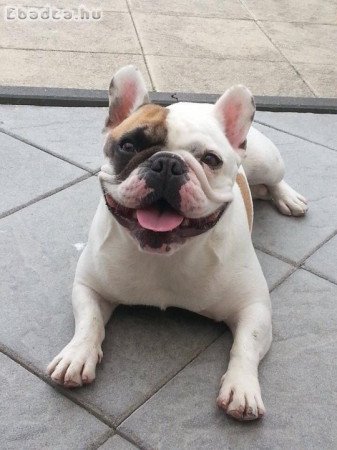 Francia bulldog