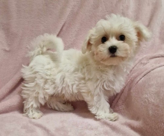 Bichon havanese