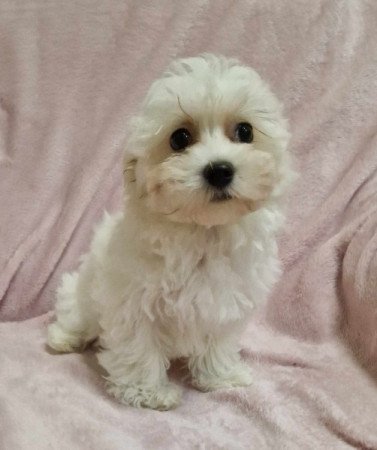 Bichon havanese