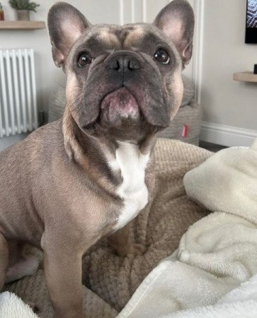 Francia bulldog