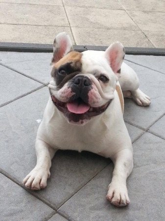 Francia bulldog