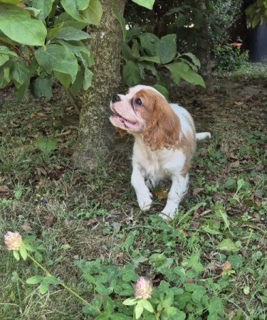 Cavalier King Charles spániel