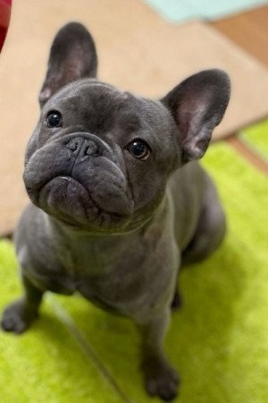 Francia bulldog