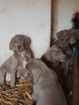 Weimari Vizsla