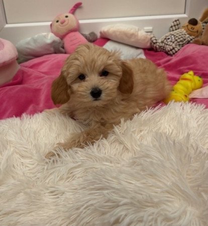 Maltipoo