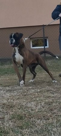 Nèmet boxer