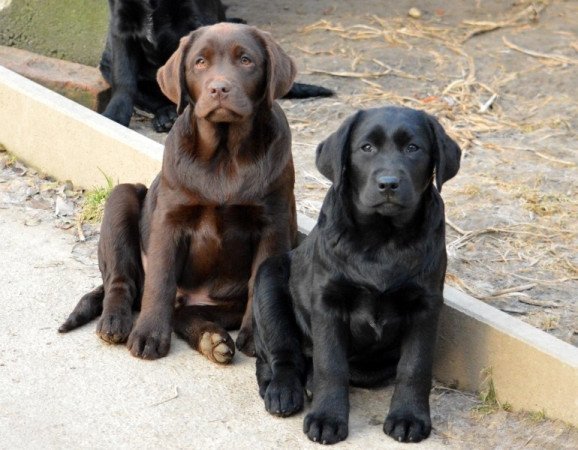 Labrador retriever