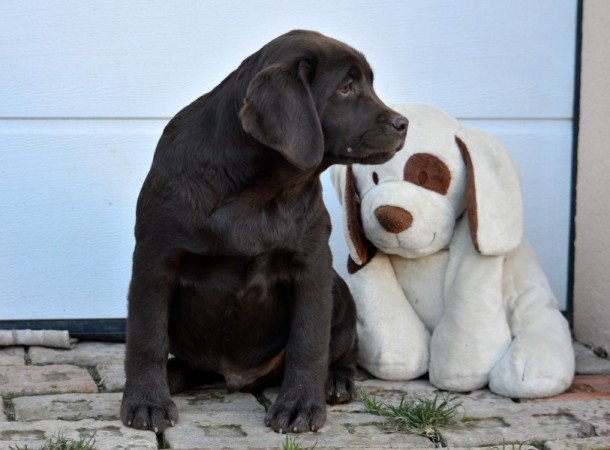 Labrador retriever