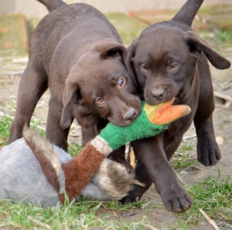 Labrador retriever