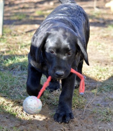 Labrador retriever