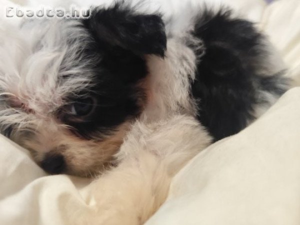 Eladó Bichon kiskutyusok