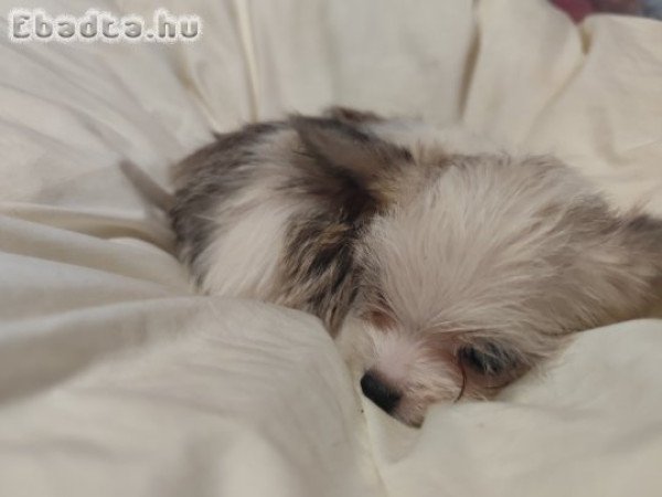 Eladó Bichon kiskutyusok