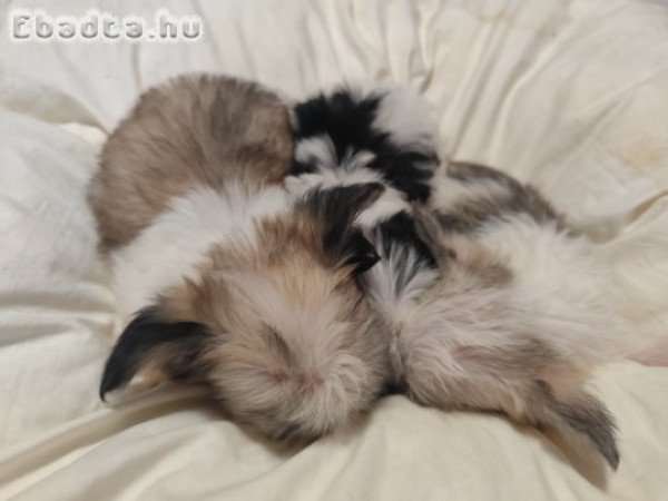 Eladó Bichon kiskutyusok