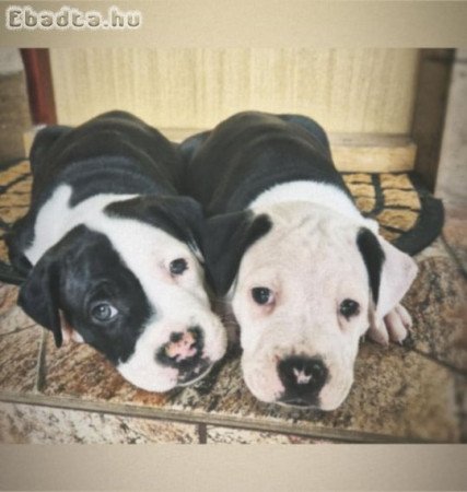 Amstaff kutyusok eladóak oltva ,féregtelenítve!