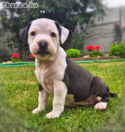 Amstaff kutyusok eladóak oltva ,féregtelenítve!