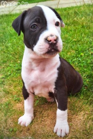 Amstaff kutyusok eladóak oltva ,féregtelenítve!