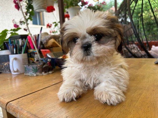 Shih-tzu