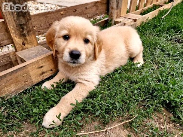 Golden retriever
