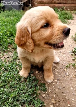 Golden retriever