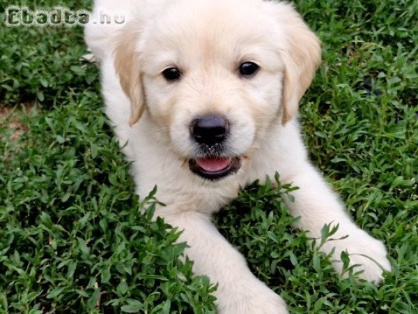 Golden retriever