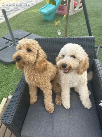 Törpe/közép uszkár