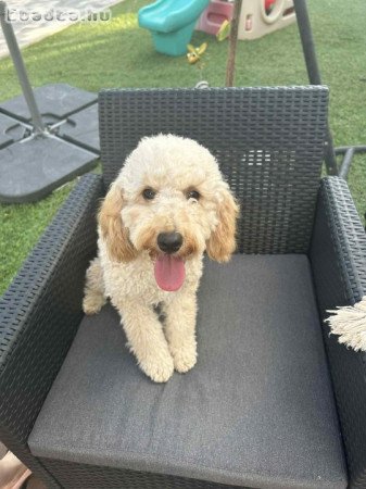 Törpe/közép uszkár