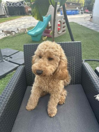 Törpe/közép uszkár