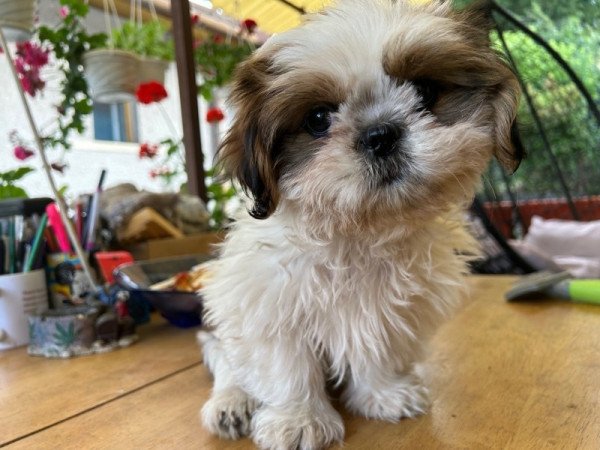 Shih-tzu