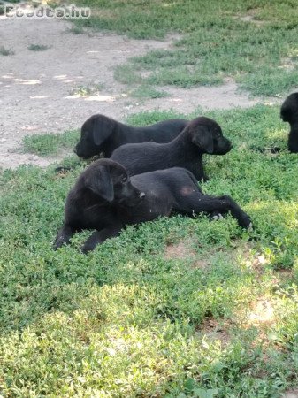 Fekete labrador kölykök