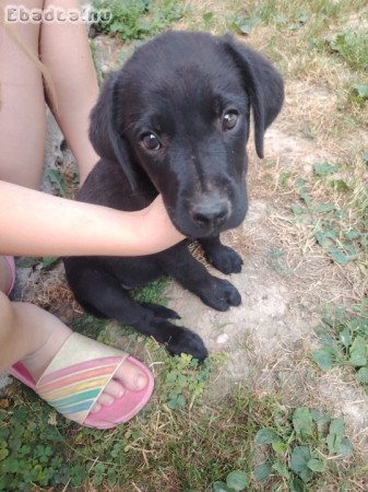 Fekete labrador kölykök