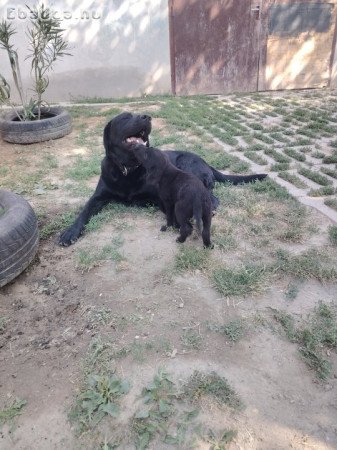 Fekete labrador kölykök