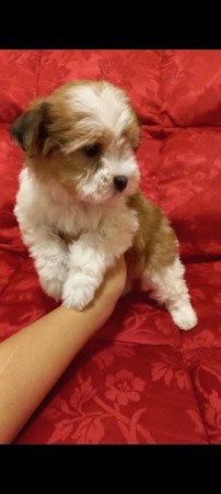 Bichon Havanese