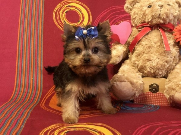 Yorki, Yorkshire terrier