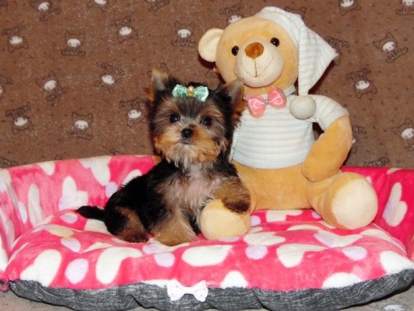 Yorkshire Terrier, Yorki