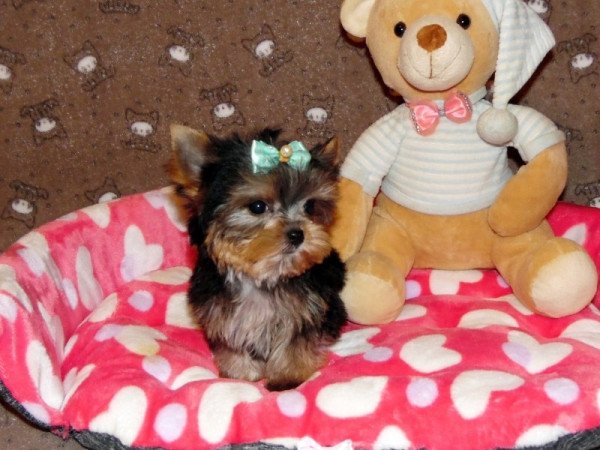 Yorkshire Terrier, Yorki