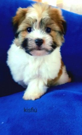 Havanese