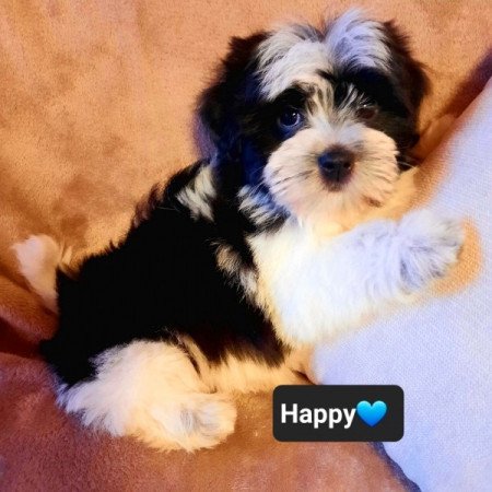 Havanese