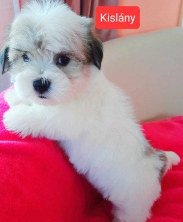 Havanese