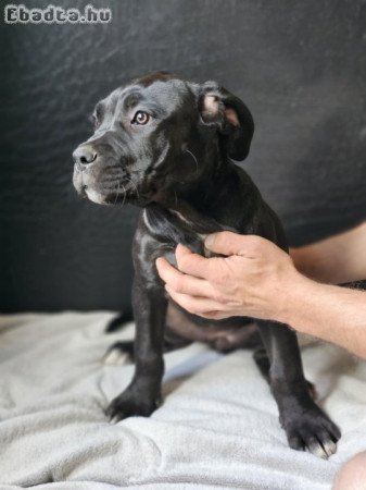 Kiváló vérvonalú Cane Corso szülőktől származó…