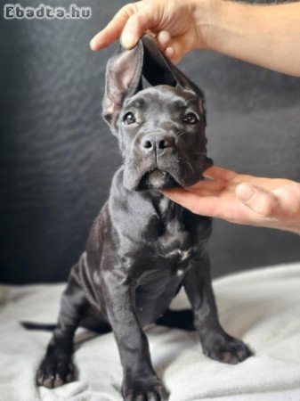 Kiváló vérvonalú Cane Corso szülőktől származó…