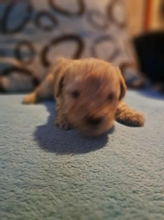 Máltai+uszkár=Maltipoo havanese bichon