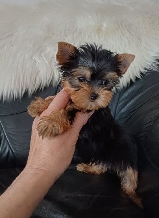 yorkshire terrier , yorki