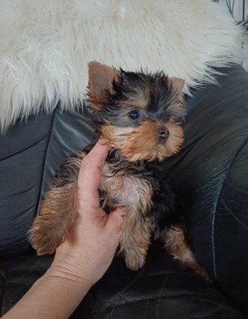 yorkshire terrier , yorki