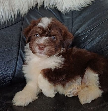 bichon havanese