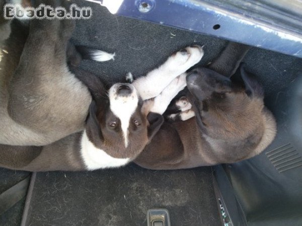 Közép ázsiai juhász kölyök