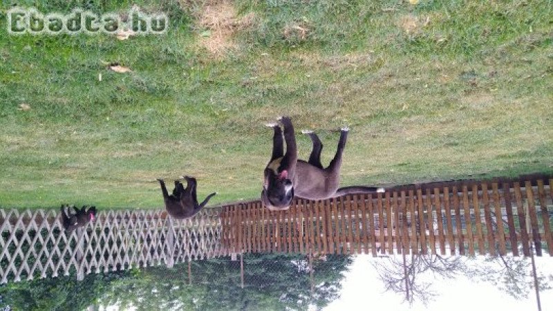 Közép ázsiai juhász kölyök