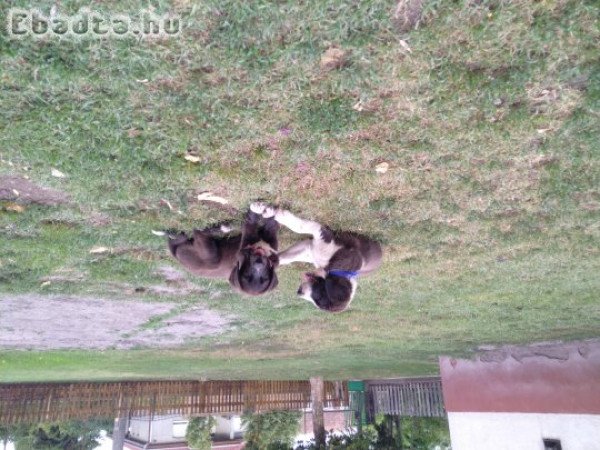 Közép ázsiai juhász kölyök