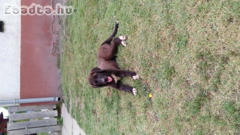 Közép ázsiai juhász kölyök