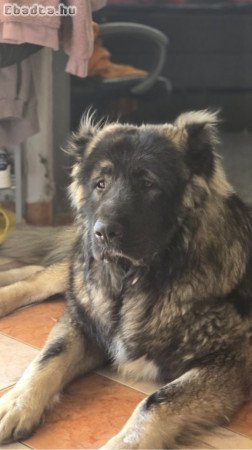 Kaukazusi fajta tiszta szukák