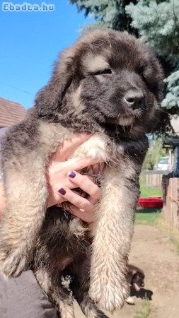 Kaukazusi fajta tiszta szukák